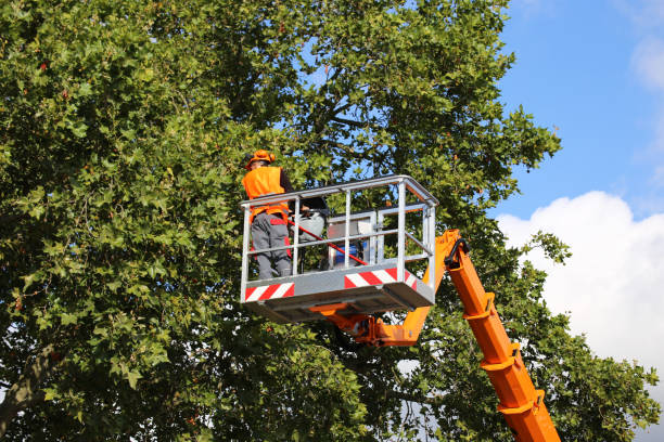 Rush Springs, OK Tree Services Company