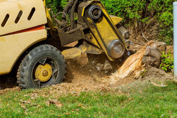 Best Firewood Processing and Delivery  in Rush Springs, OK