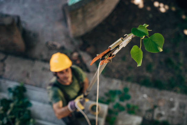 Best Tree and Shrub Care  in Rush Springs, OK