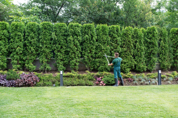 Best Tree Cabling and Bracing  in Rush Springs, OK