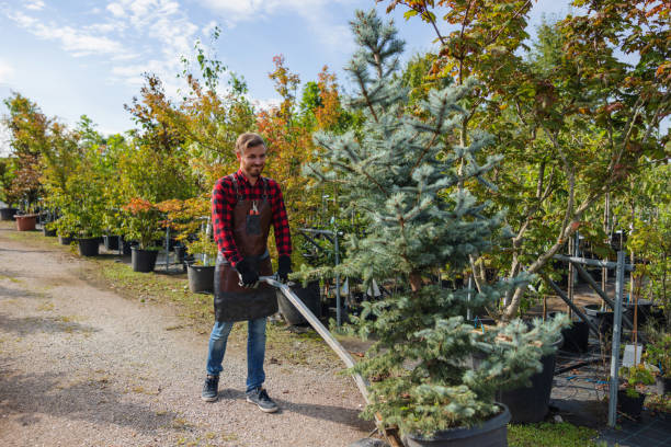 Best Root Management and Removal  in Rush Springs, OK
