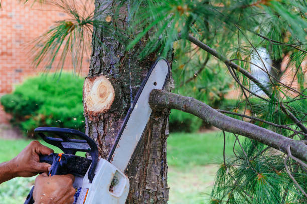 Best Arborist Consultation Services  in Rush Springs, OK
