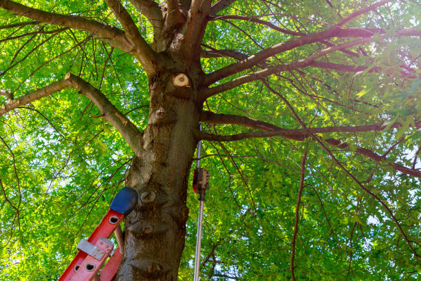 Best Hazardous Tree Removal  in Rush Springs, OK